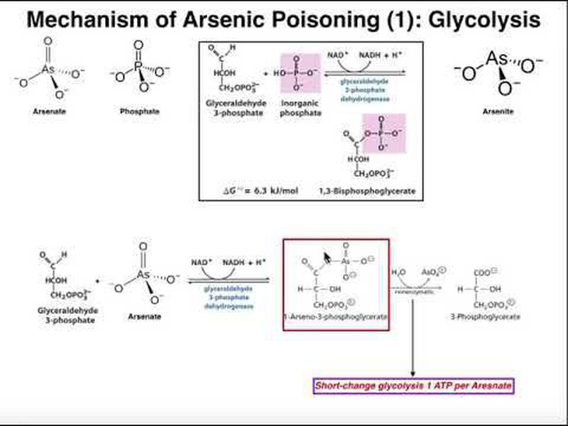 arsenic poisoning mechanism