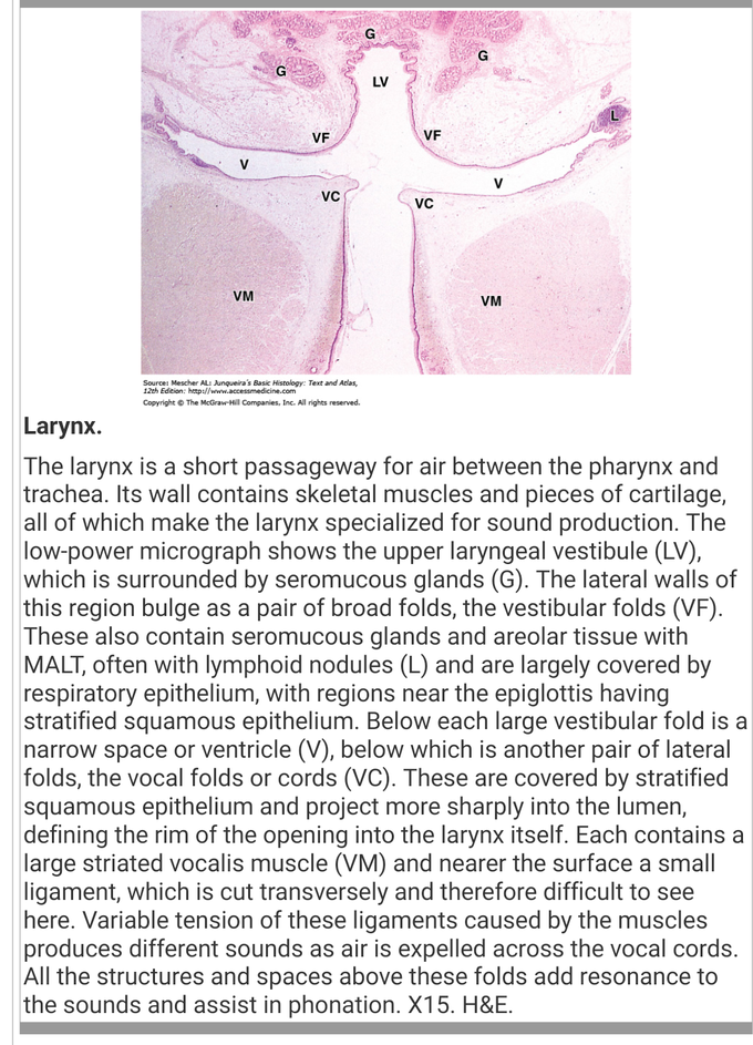 Larynx