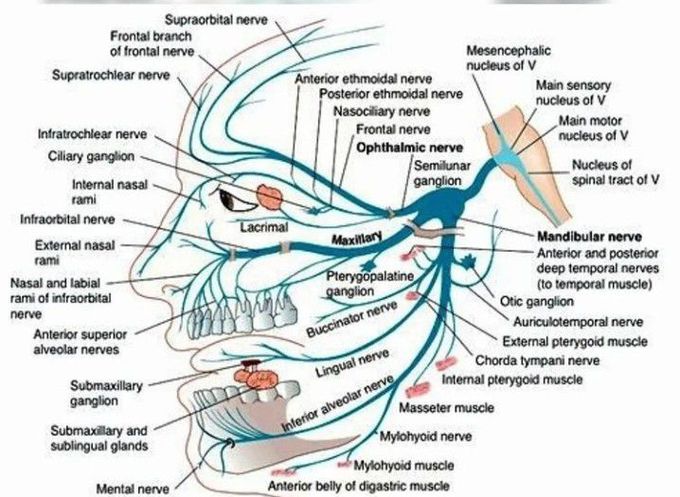 Nerves of the Face