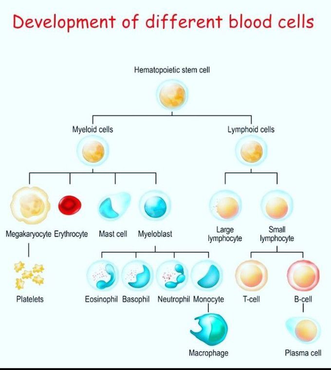 Hematopoiesis.