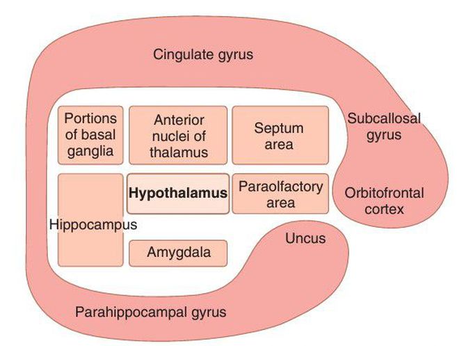 Limbic system