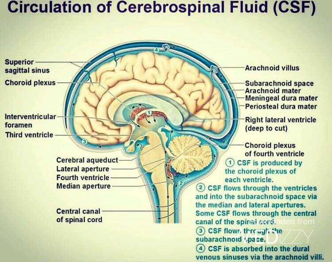 CSF  circulation