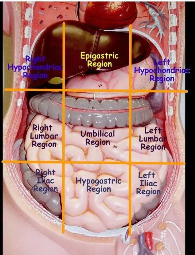 Abdominal Divisions