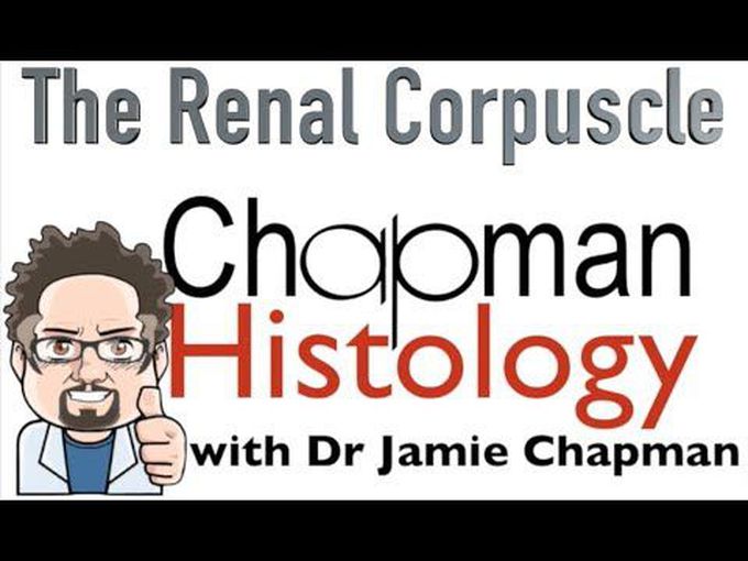 Renal Corpuscle Histology: Digital Slide