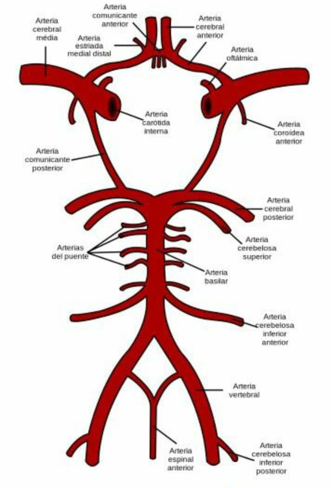 Circulation cerebral