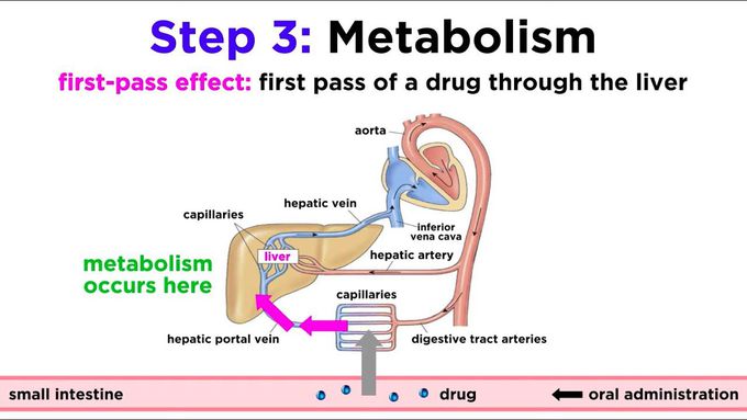 Movements of drugs in the body