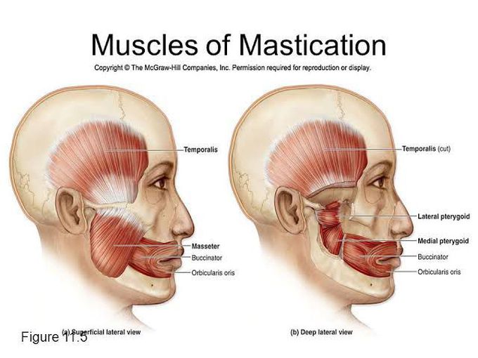 Muscles of mastication