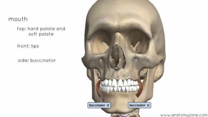 Introduction to the Digestive System Part 1 - Mouth and Pharynx - 3D Anatomy Tutorial