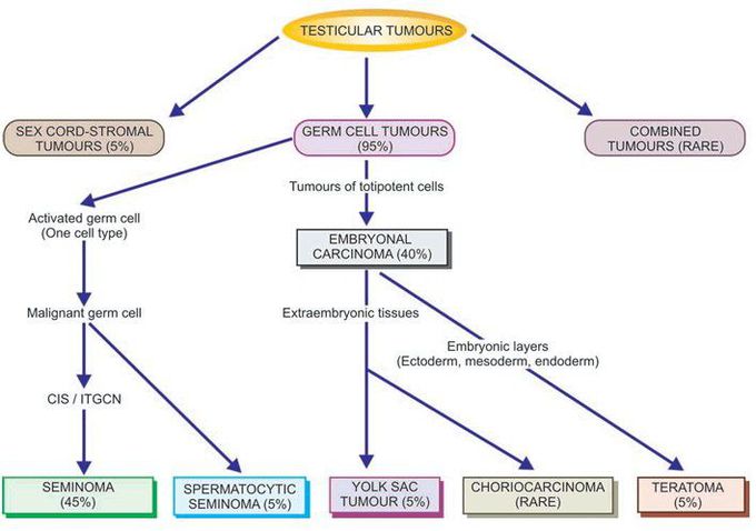 Testicular tumors