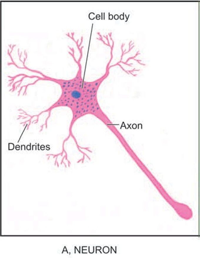 Cells comprising the nervous system