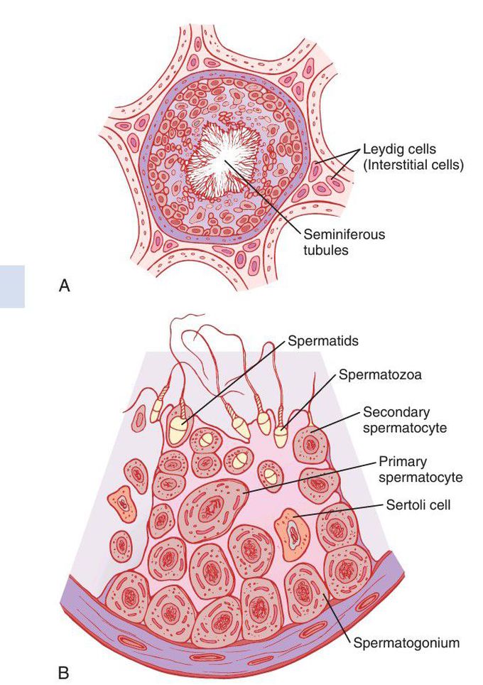 Male reproduction system