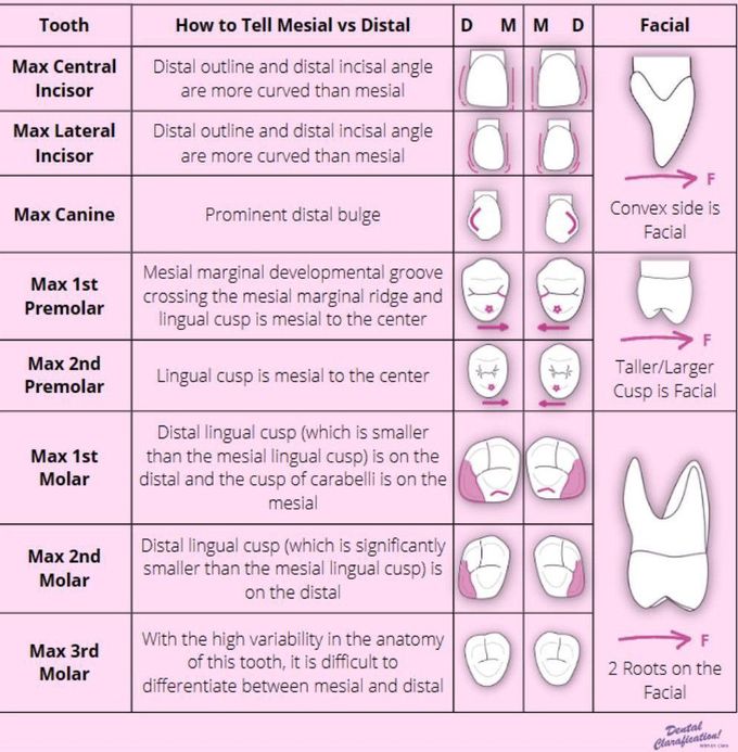 Dental Morphology Review I