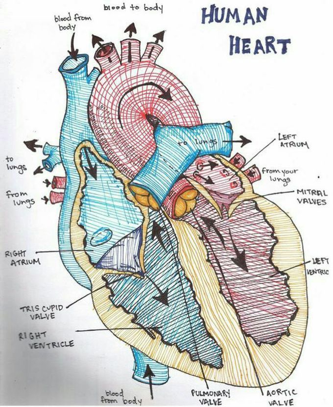HEART