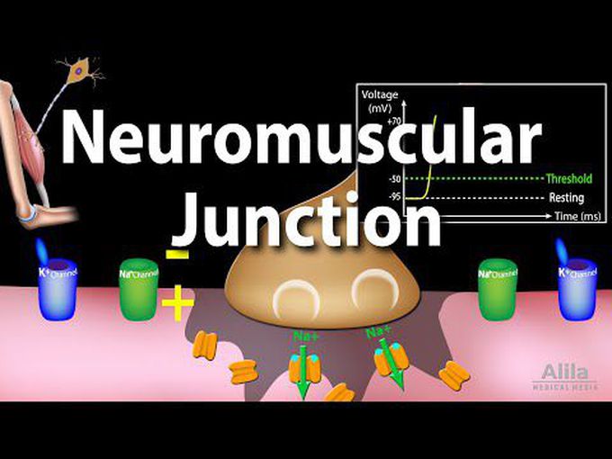 The Neuromuscular Junction -
A Synopsis