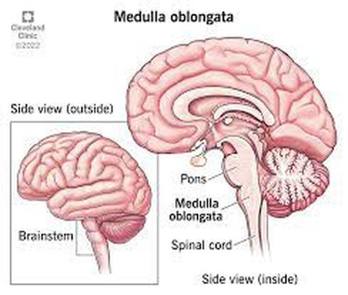 Medulla oblongata