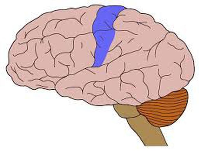 Somatosensory region of brain