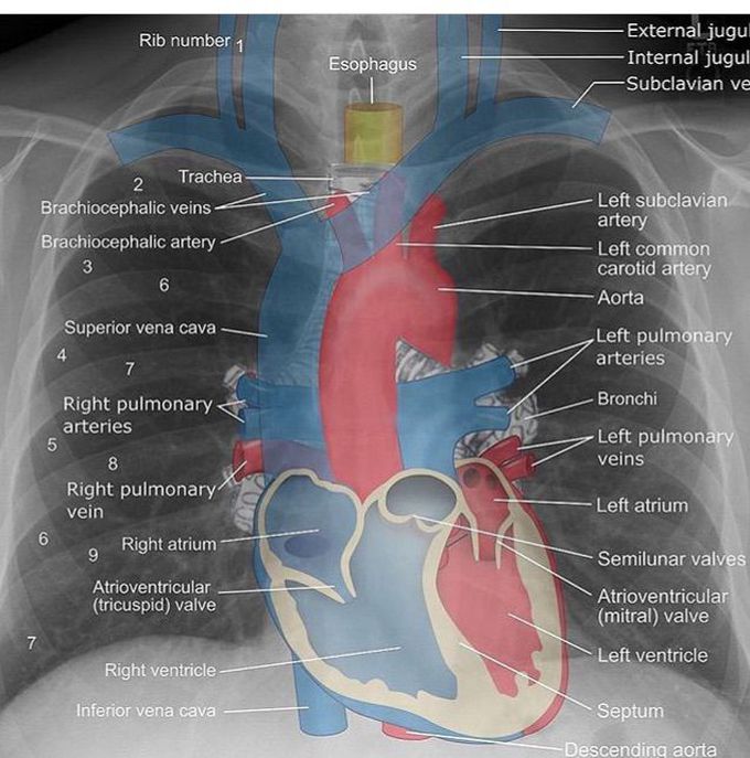 Cardiology