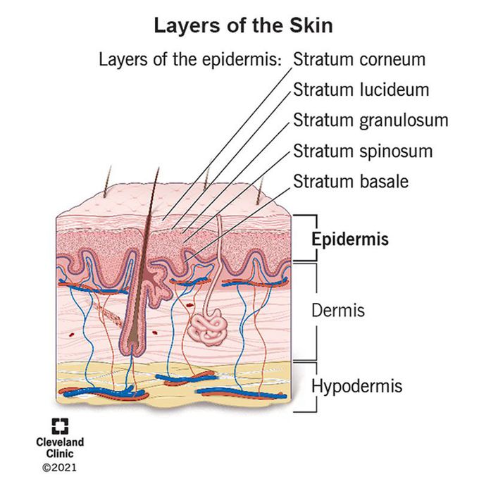 Layers of Skins