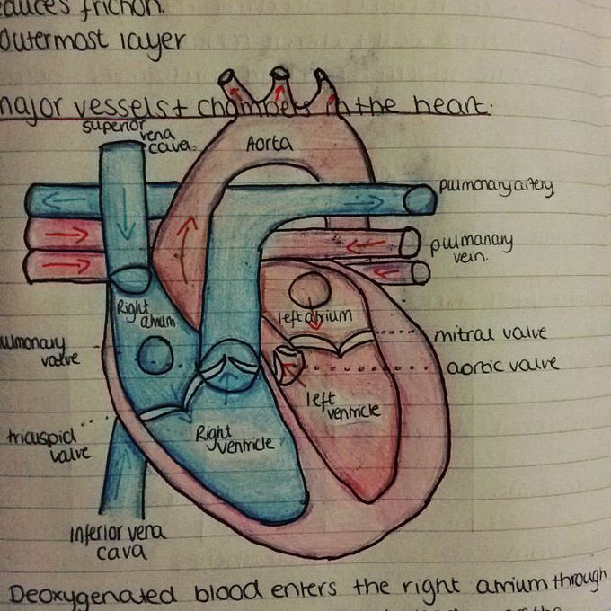Heart diagram