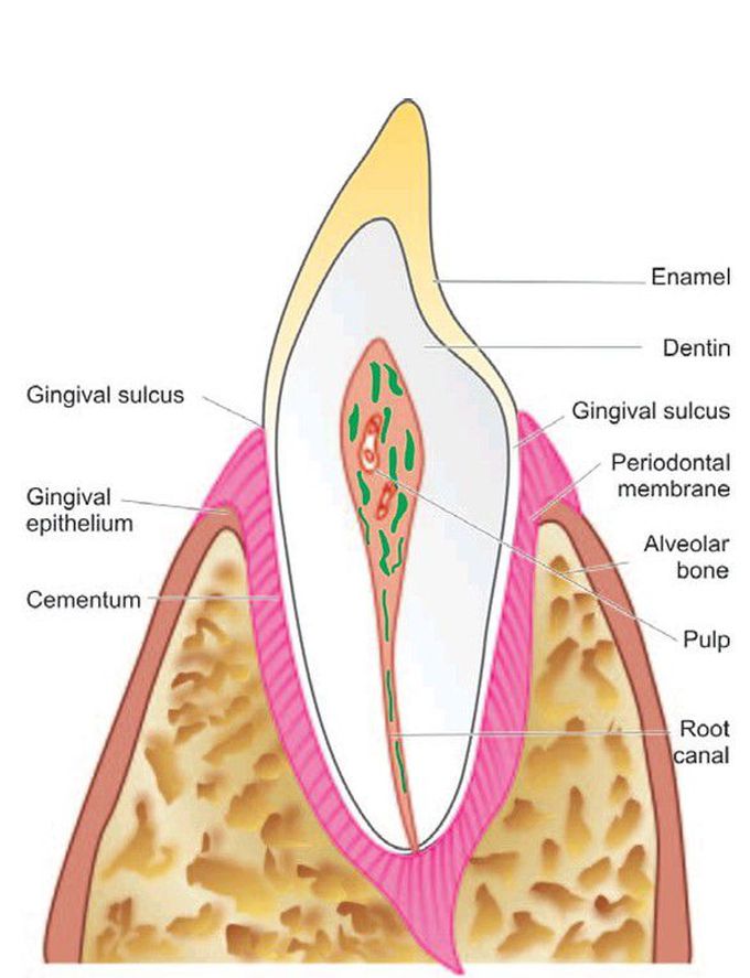 Normal structure of tooth