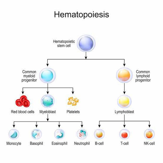 Hematopoiesis