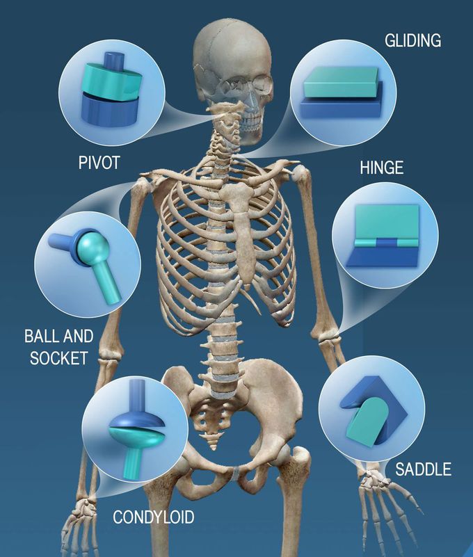 Types of Synovial Joints