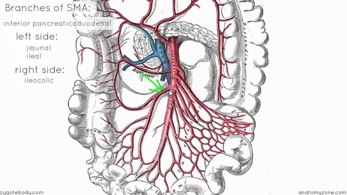 Superior Mesenteric Artery - Anatomy Tutorial
