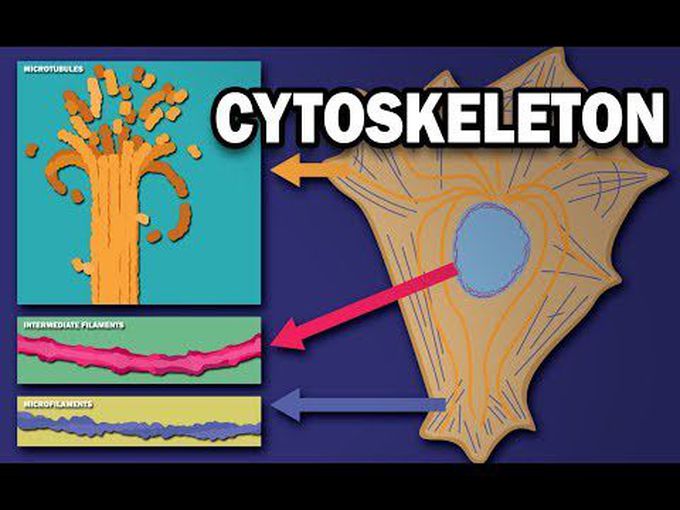Histology of Cytoskeleton