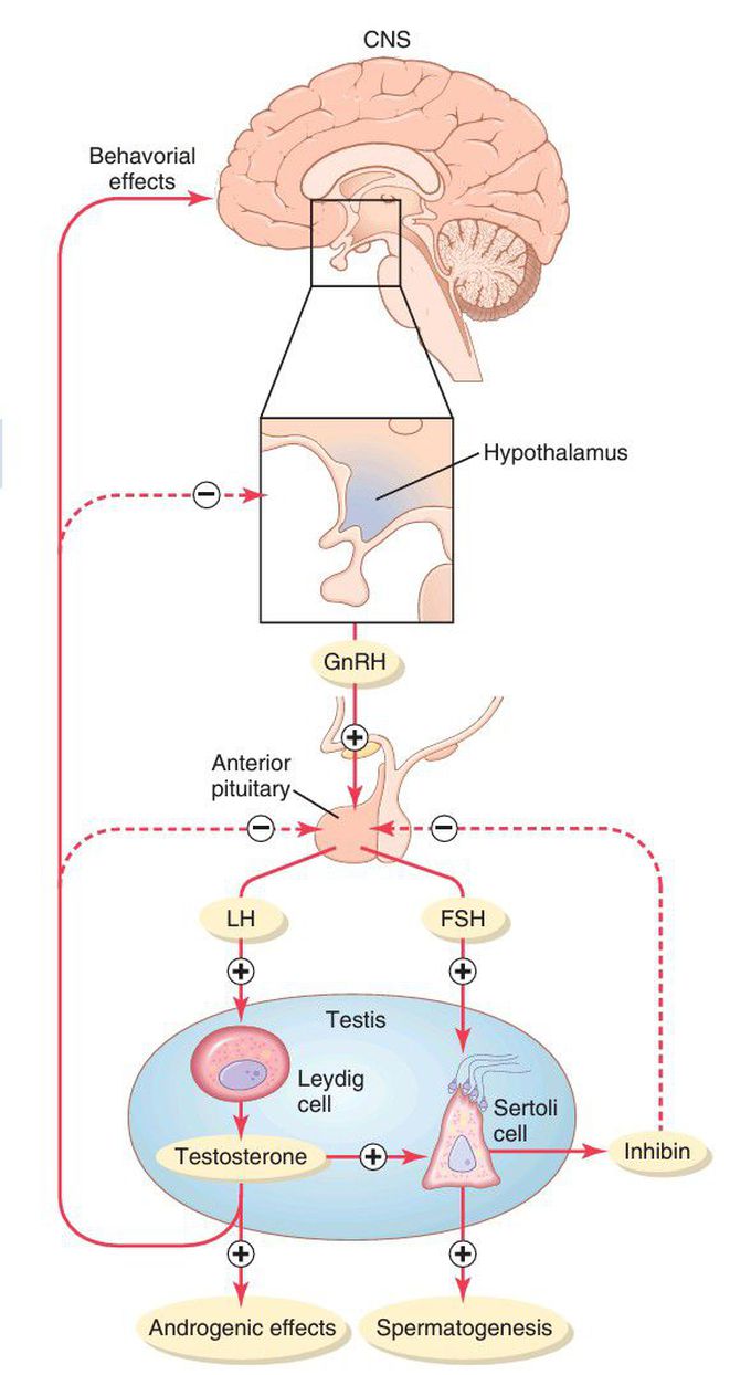 Hypothalamic-pituitarytesticular axis