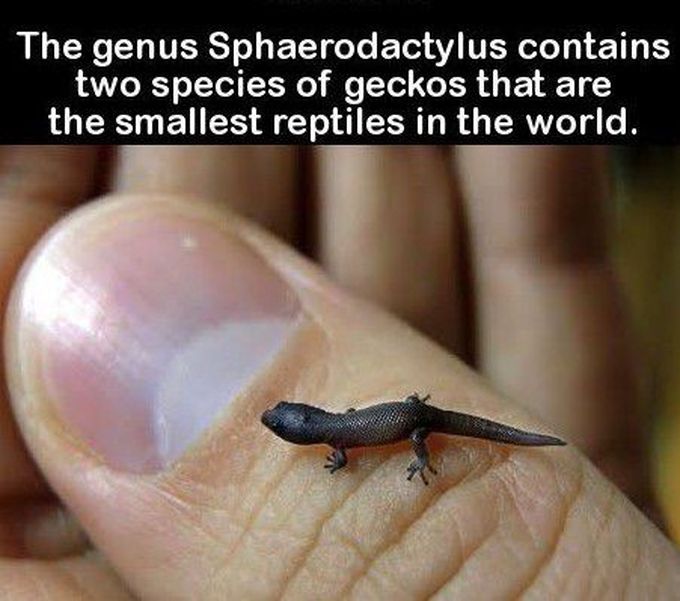 Smallest lizard