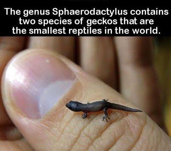 worlds smallest lizard