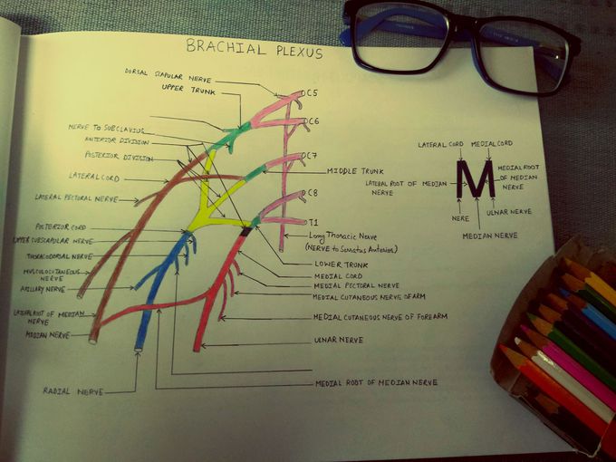 Brachial Plexus