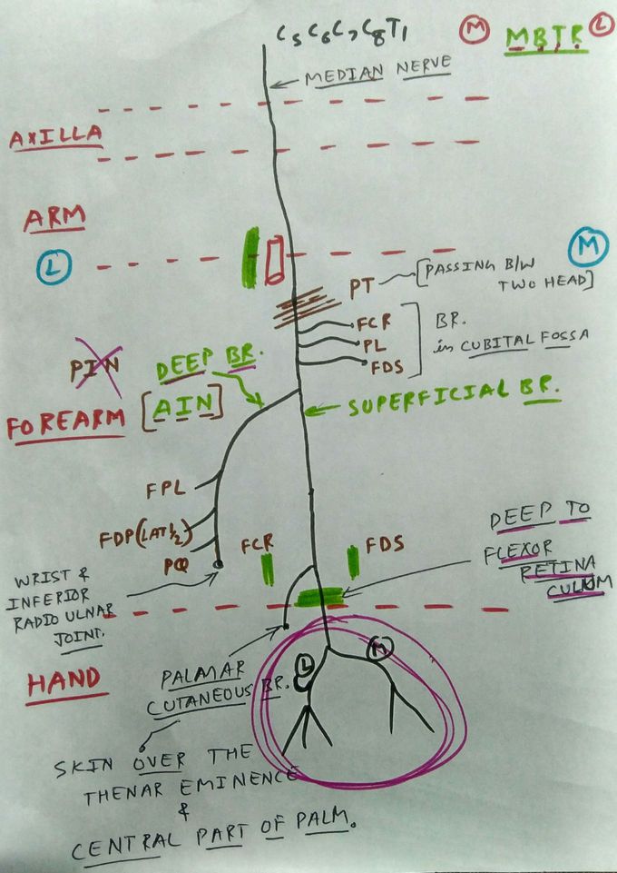 How to draw Median nerve