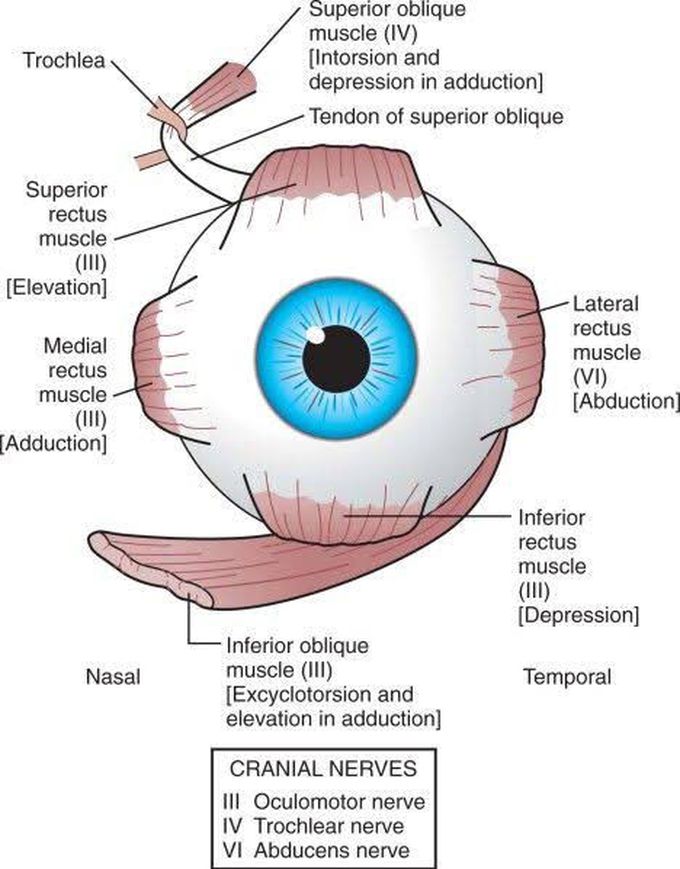 Muscles of Eye 👁