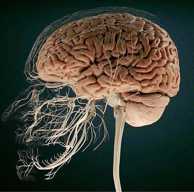Anatomy nervous system