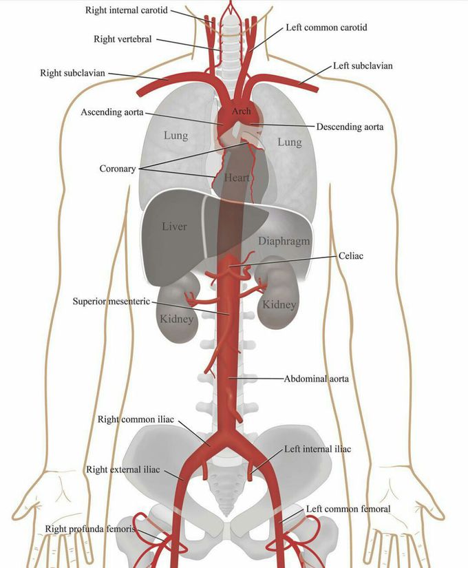 Blood supply