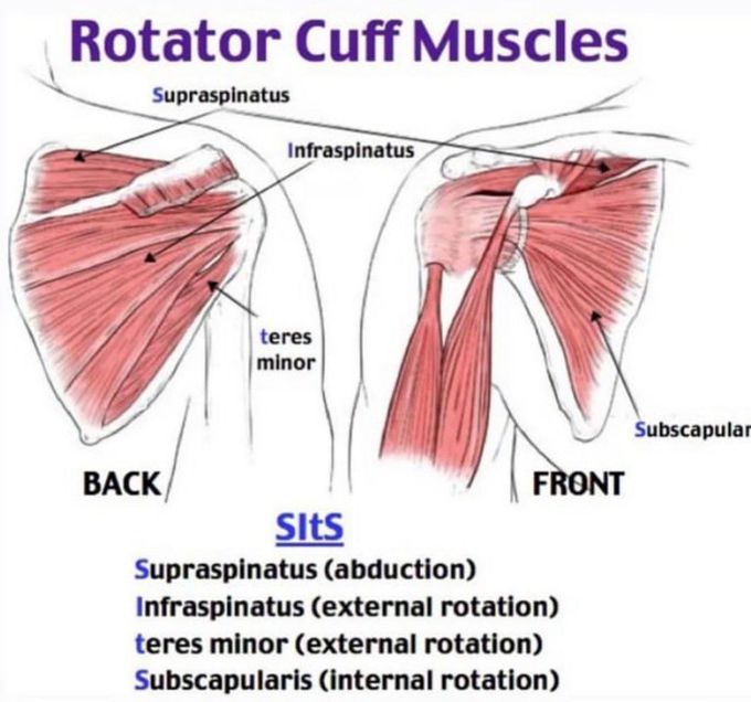 Rotator Cuff Muscles