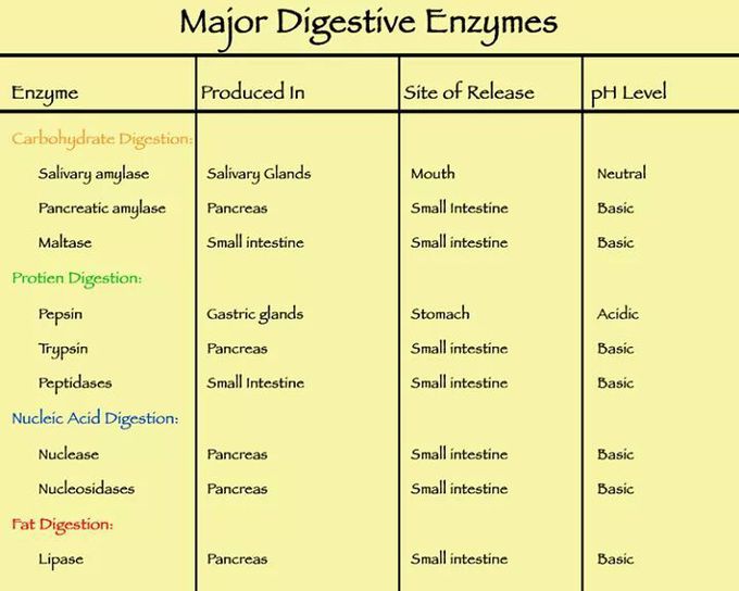 Major digestive enzymes