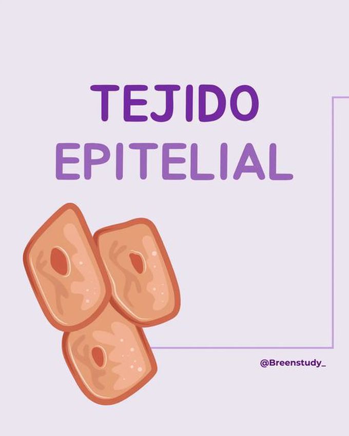 Tejido Epitelial