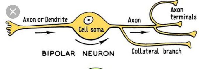 Bipolar neuron