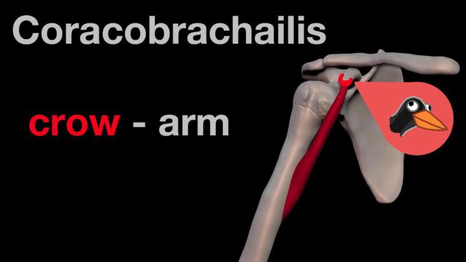 Arm Muscles: 14 Coracobrachialis
