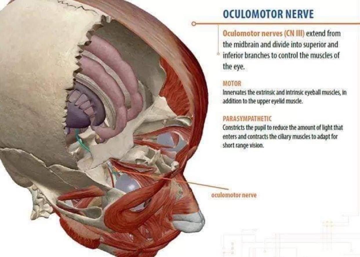 Oculomotor Nerve - MEDizzy