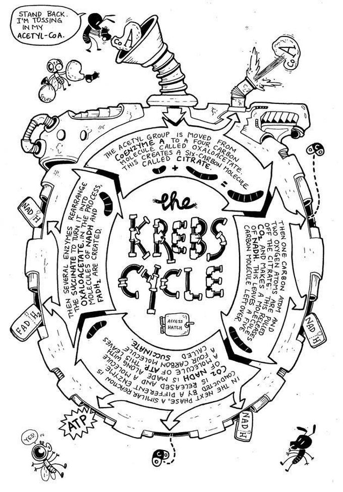 Krebs cycle