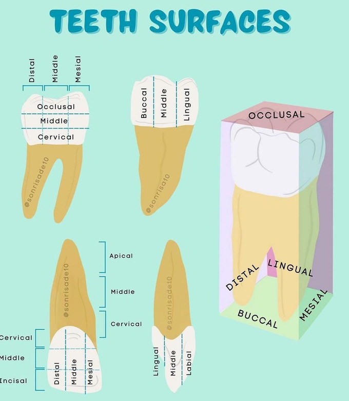 Teeth Surfaces