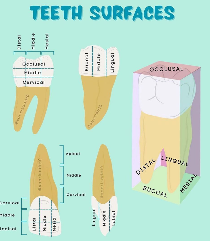 Teeth Surfaces Medizzy