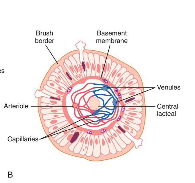 Villus