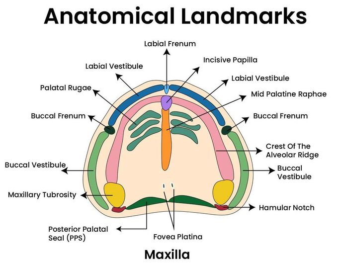 Anatomical Landmarks of Maxilla