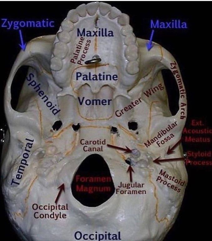 Parts of the base of skull