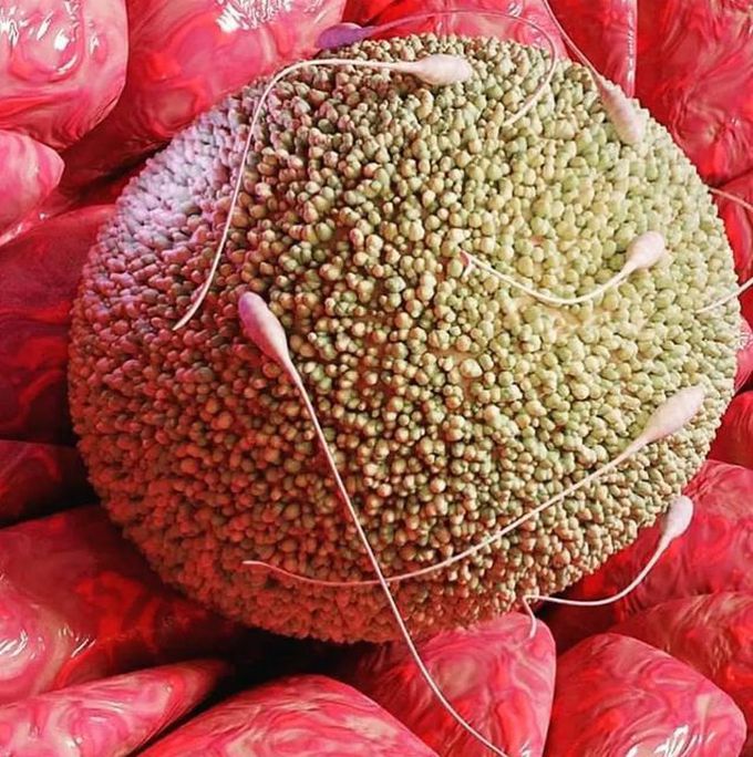 Fertilization