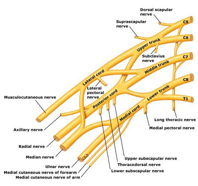 Brachial Plexus